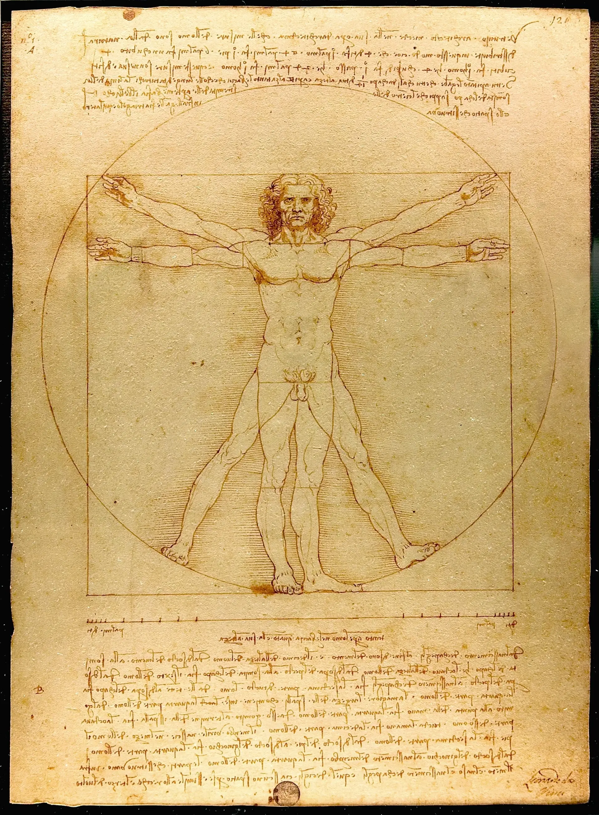 El Hombre de Vitruvio