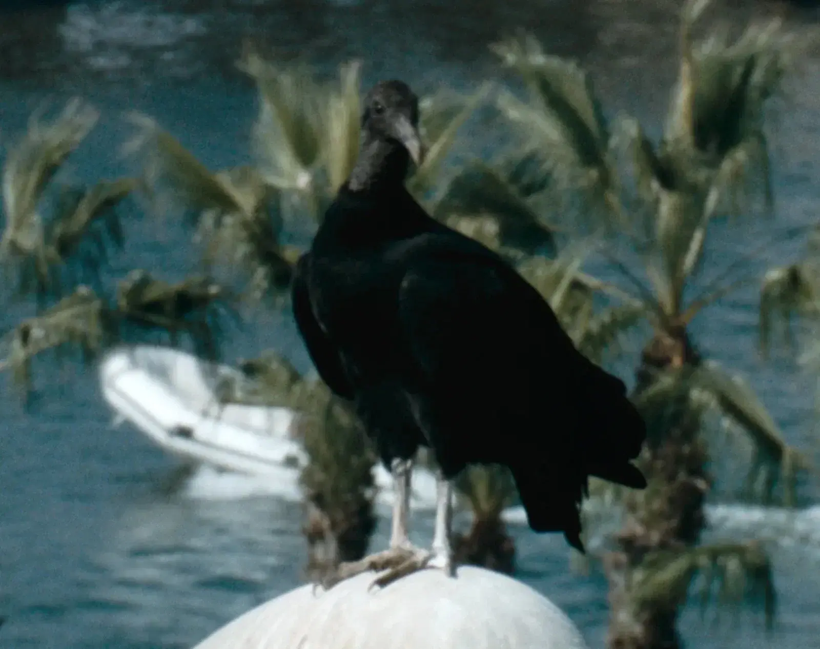 Daniel Jacoby, 'Gallinazo', 2026 (fotogram) 