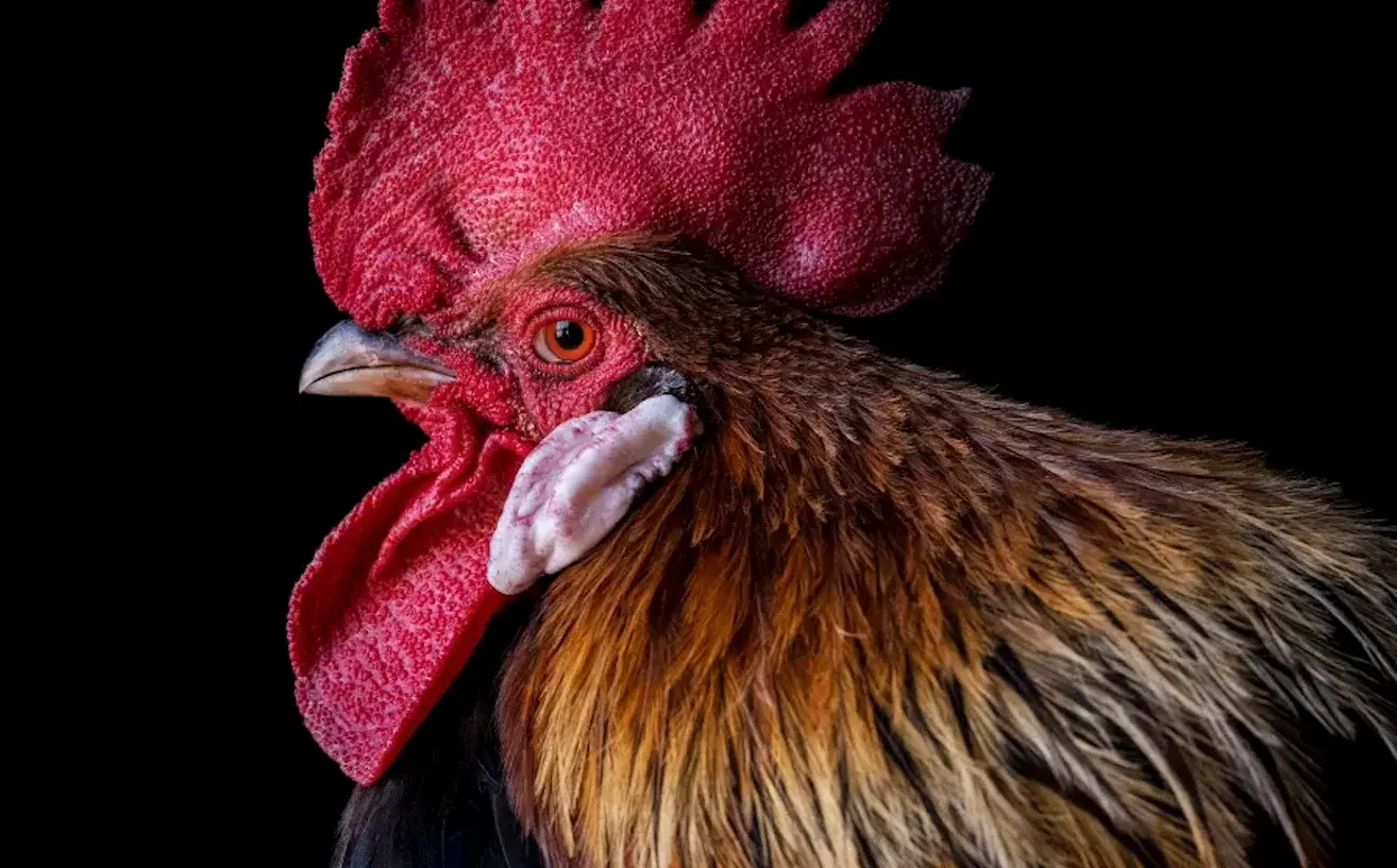 Animals Photo Exhibition